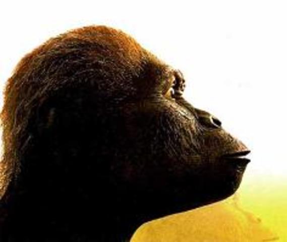 Australopithecus Africanus
