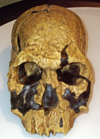 Homo Rudolfensis