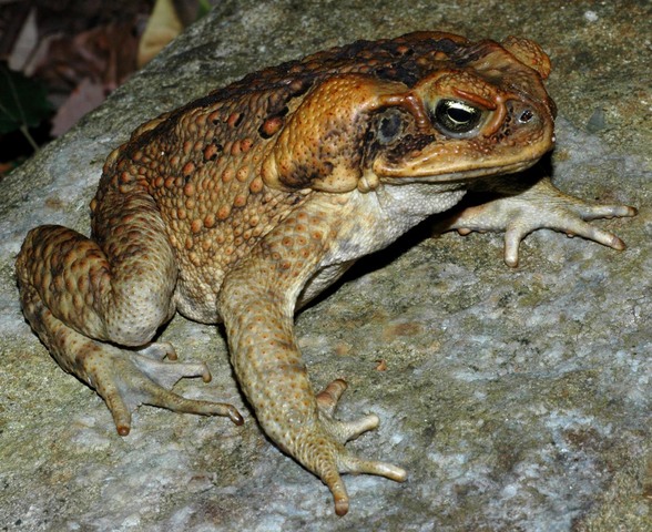 Cane Toad introduced