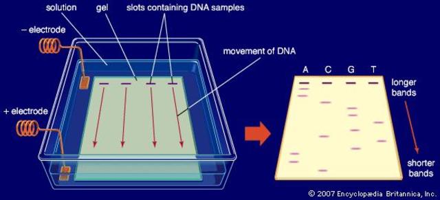 Gel Electrophoresis