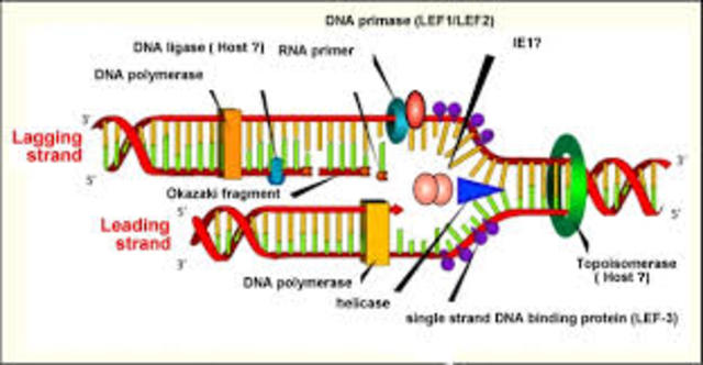 REstriction Enzyme