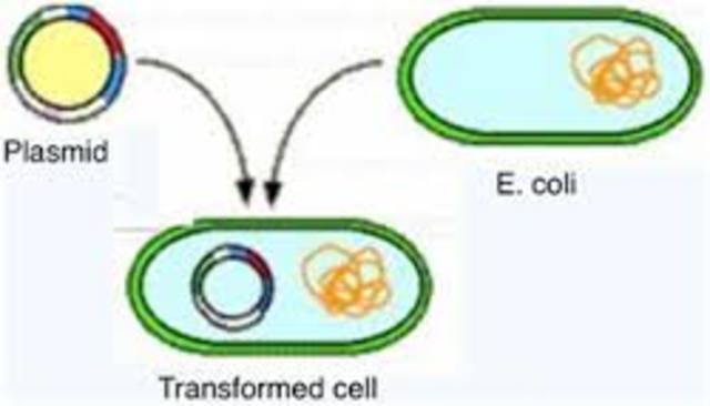 Plasmid based transformation