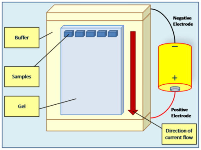 Gel Electrophoresis