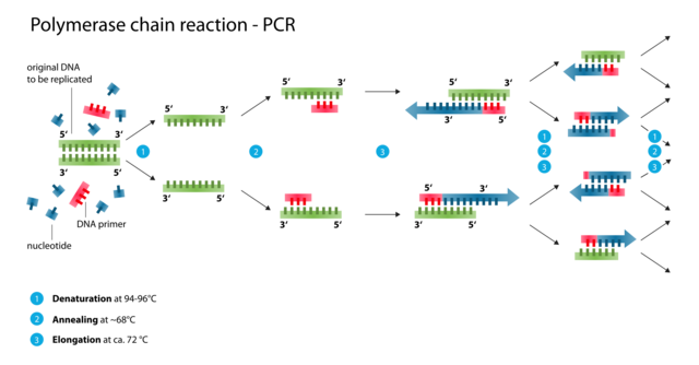 polymerase chain reaction (PCR)