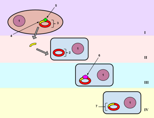plasmid based transformation