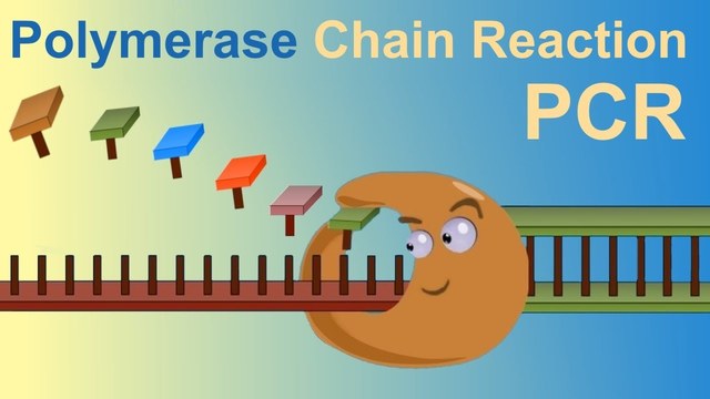 polymerase chain reaction