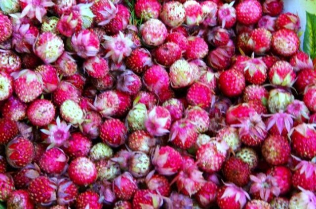 НооГен в Хакасии