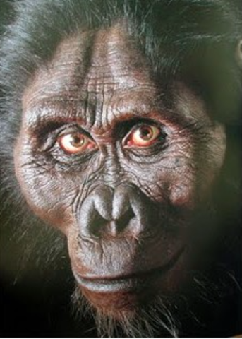 Ardipithecus ramidus