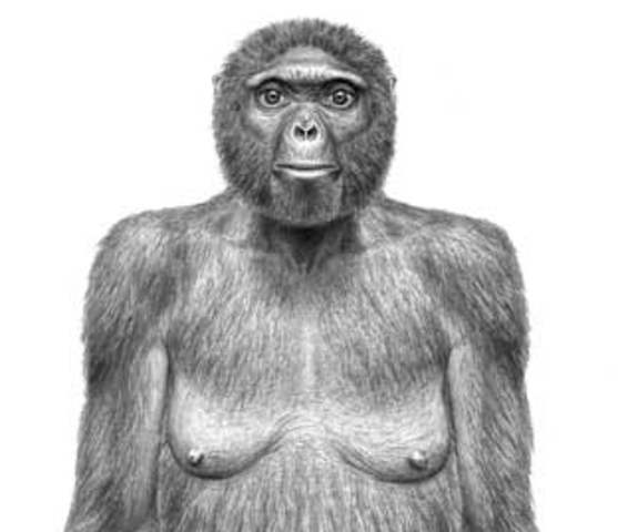 Ardipithecus ramidus