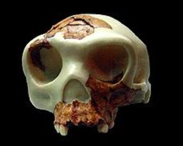 Homo Antecessor