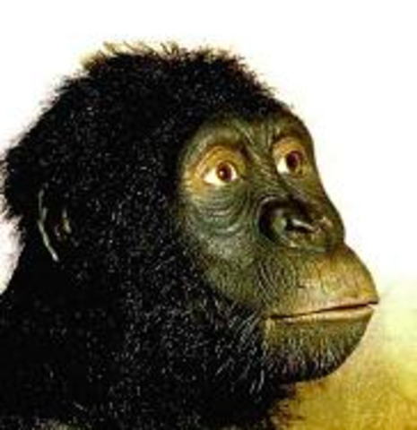 Australopithecus anamesis