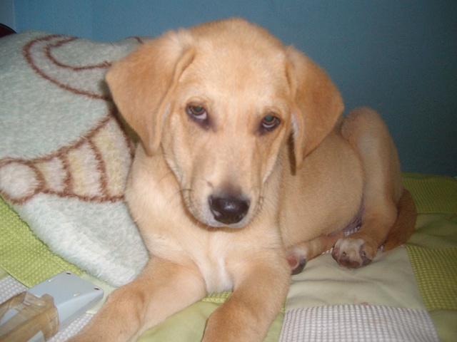 was when I was given my dog