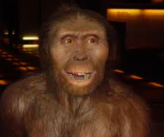 Australopithecus afarensis