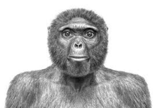 Ardipithecus ramidus