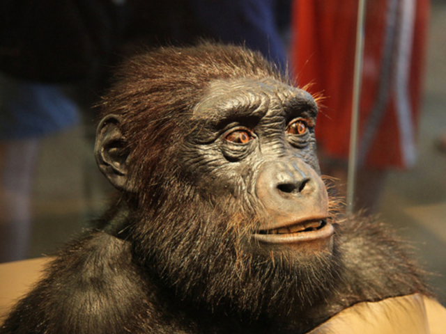 Sahelanthropus tchadensis