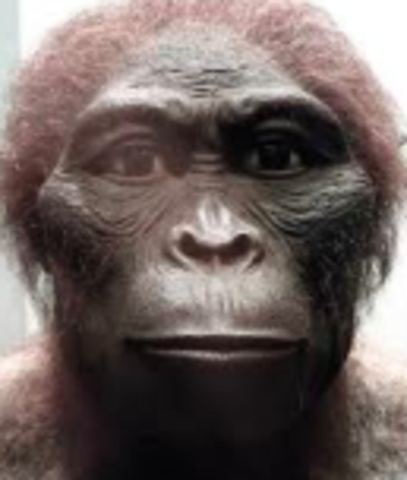 Australopithecus aficanus