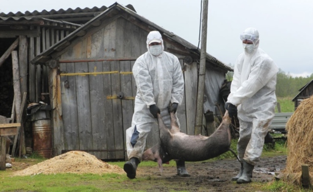 African Swine Fever