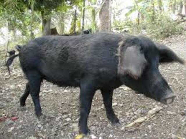 African Swine Fever killed some haitian pigs