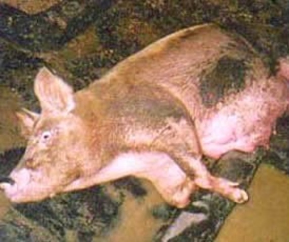 African Swine Fever Scare