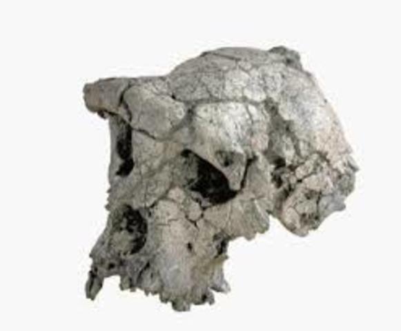 Sahelanthropus Tchadensis