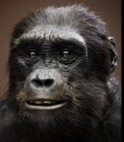 Sahelanthropus tchadensis