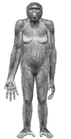Ardipithecus ramidus