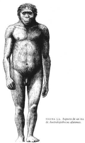Autralopithecus Afarensis