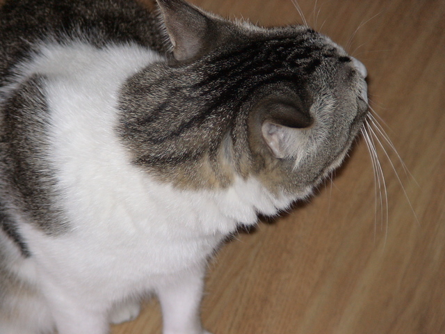 el día en que me trageron mi segundo gatito (Balto)