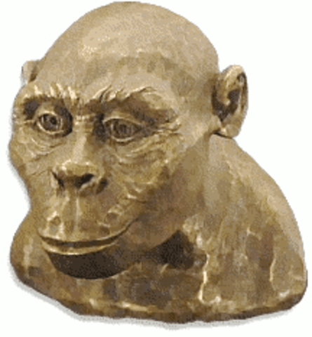 Australopithecus africanus