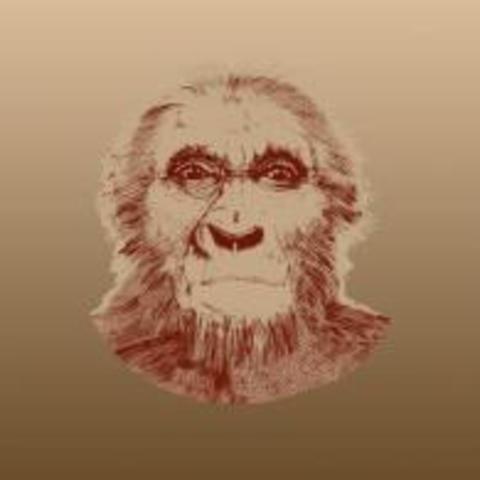 Australopithecus Anamesis