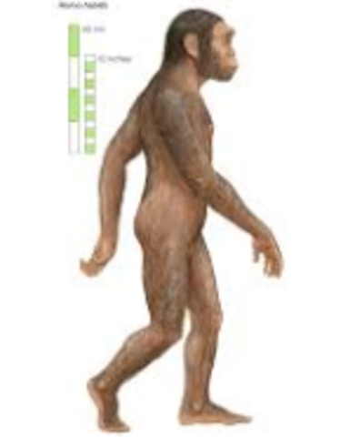 Homo habilis