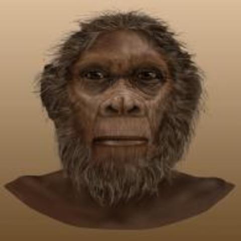 Homo Rudolfensis