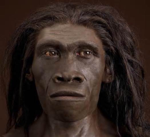 Homo Erectus
