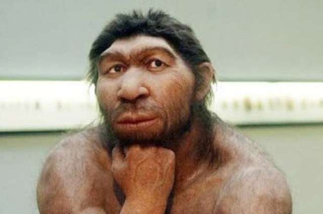 Homo Neanderthalensis