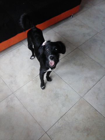 primer animal domesticado