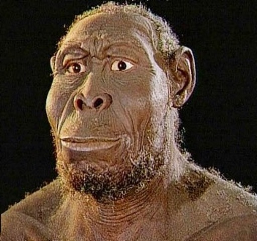 Homo Rudolfensis