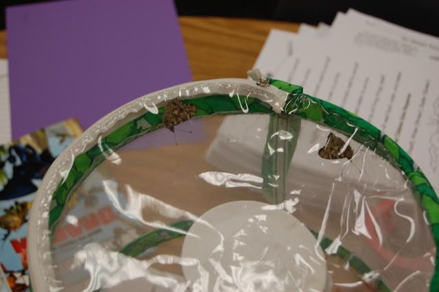 Butterflies Have Arrives