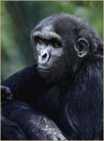 Sahelanthropus tchadensis