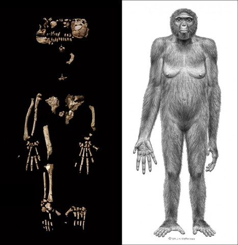 Ardipithecus ramidus