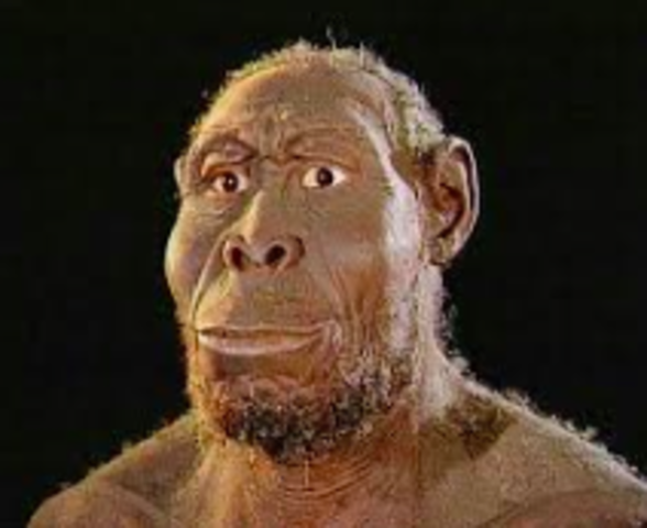 Homo Rudolfensis