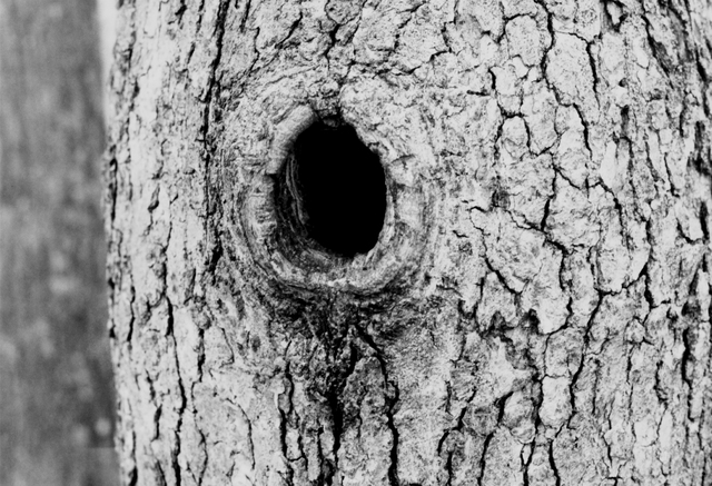 The Hole in Radley's tree (7)