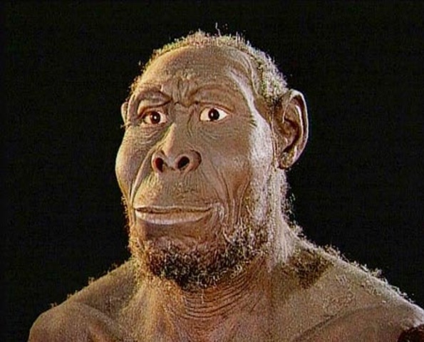 Homo rudolfensis