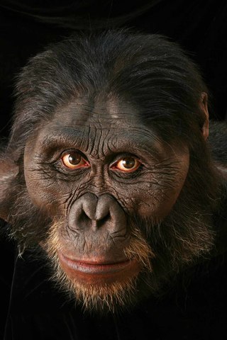 Australopithecus Afarensis