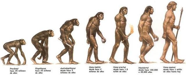 La evolución de los Homínidos timeline | Timetoast timelines