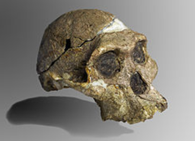 Australopithecus aficanus