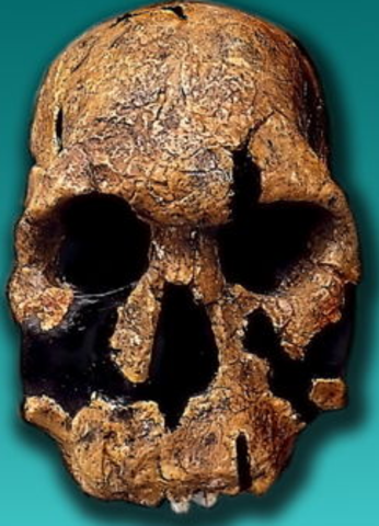 Homo Rudolfensis