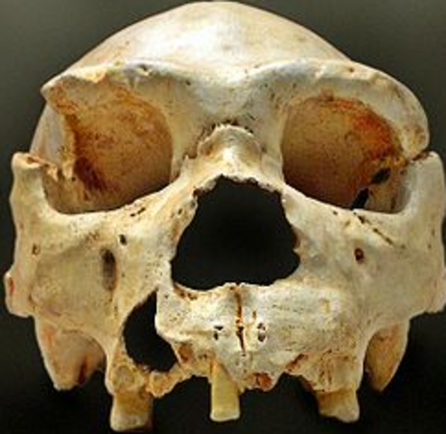 Homo Heidelbergensis