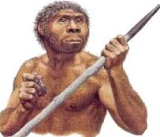 Homo Erectus