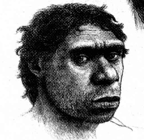 Homo neanderthalensis