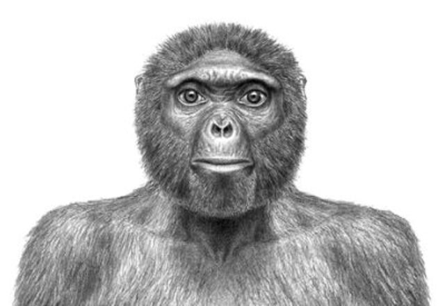 Ardipithecus ramidus